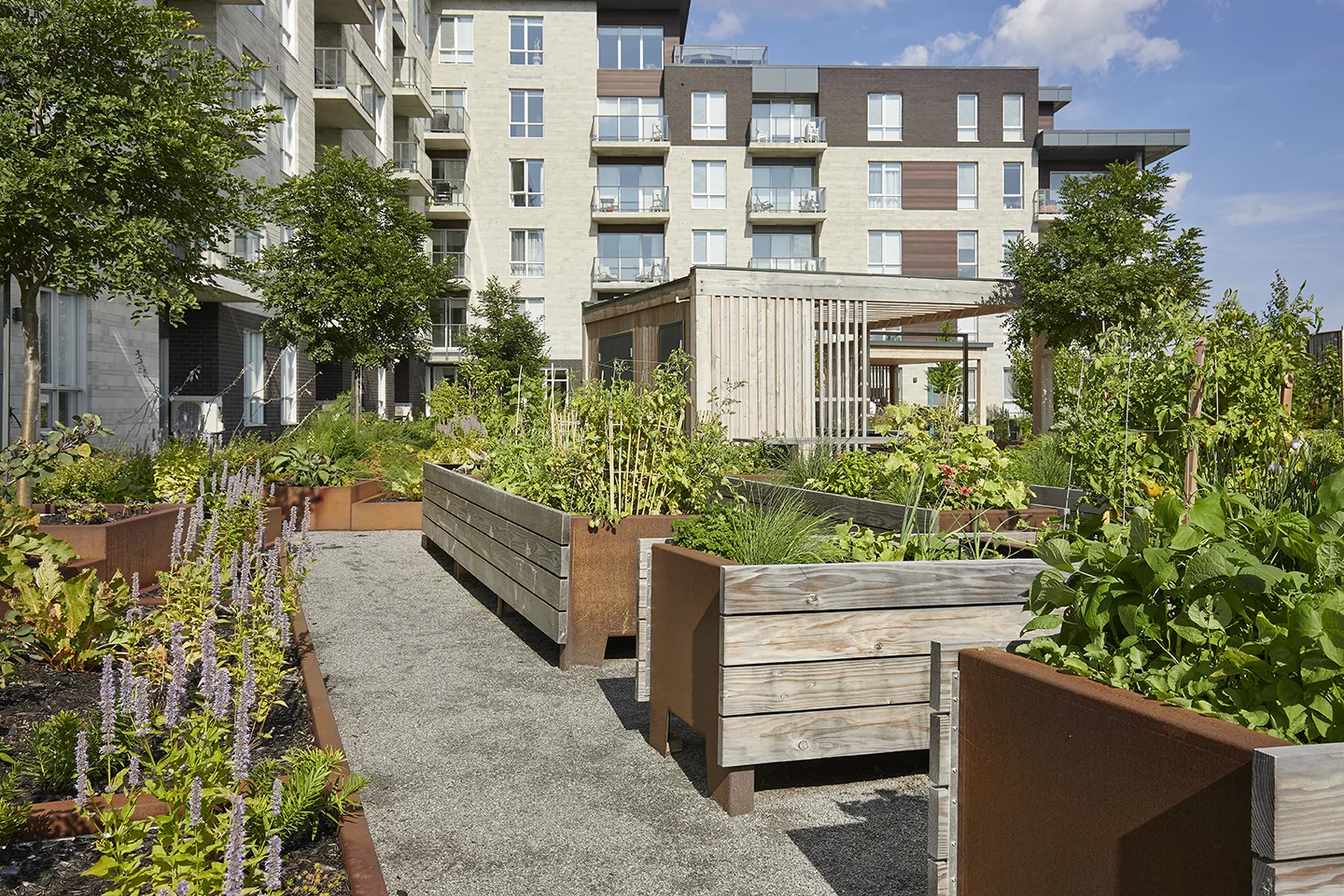 Vue des bacs potagers dans la cour de Cloria Vallée du Richelieu