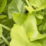 Plantes vertes d'extérieur.