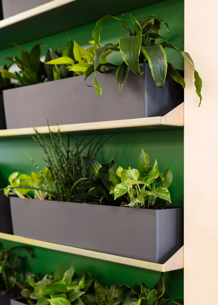 Des étagères de plantes murales dans la bibliothèque du Collège d'Anjou.