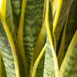 Plantes sansevieria.